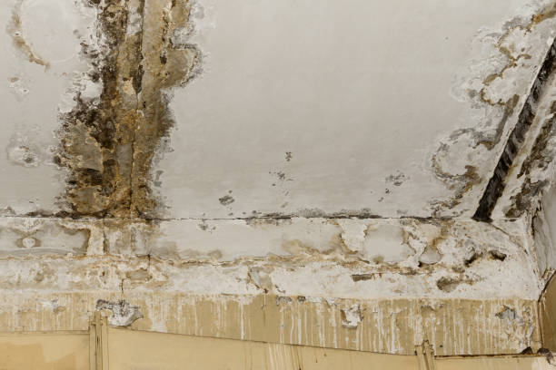 Best Emergency Mold Remediation  in North Conway, NH