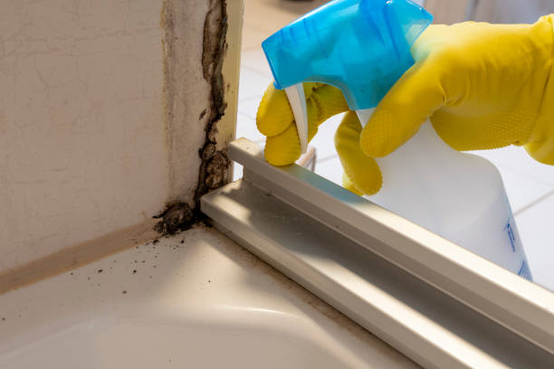 Best Mold Odor Removal Services  in North Conway, NH